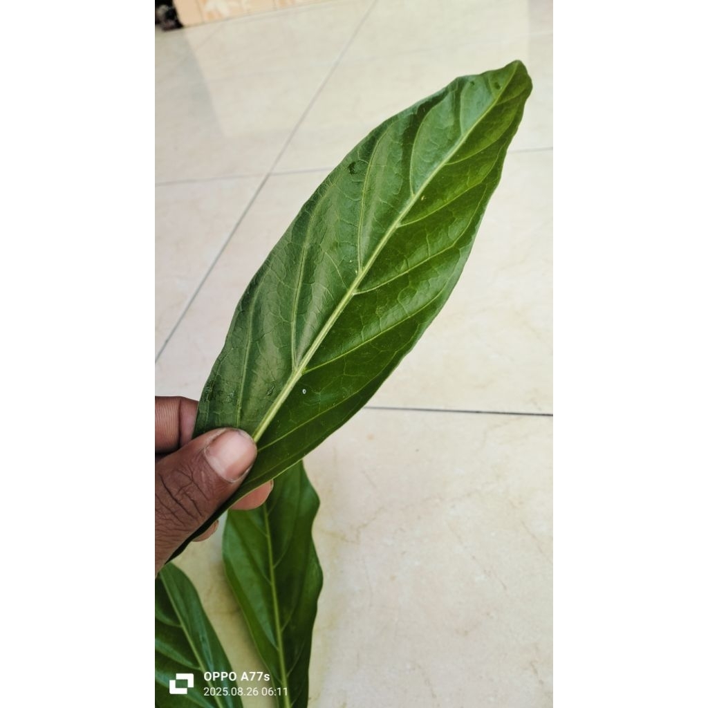 

daun bentis fresh 10000/10 lembar