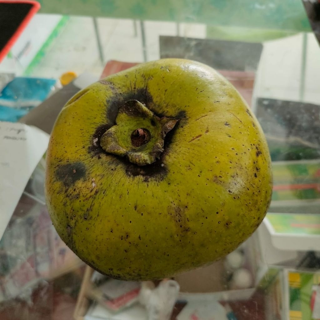 

Buah Black Sapote Giant Sawo Hitam Mexico 1Kg