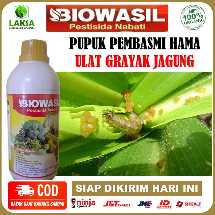 Biowasil pestisida nabati pupuk pembasmi hama ulat daun, ulat grayak, ulat buah, ulat kubis (plutell