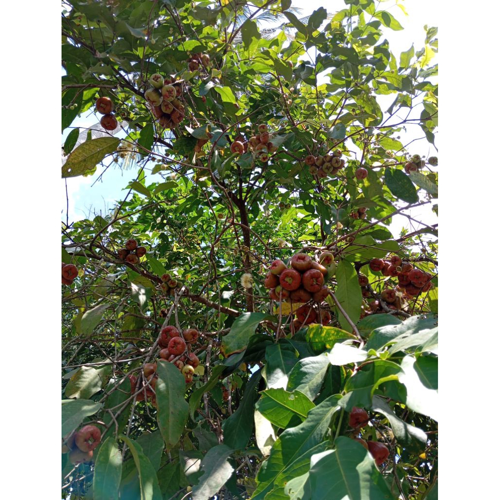 

Jambu Air Dalhari 1kg/1000g