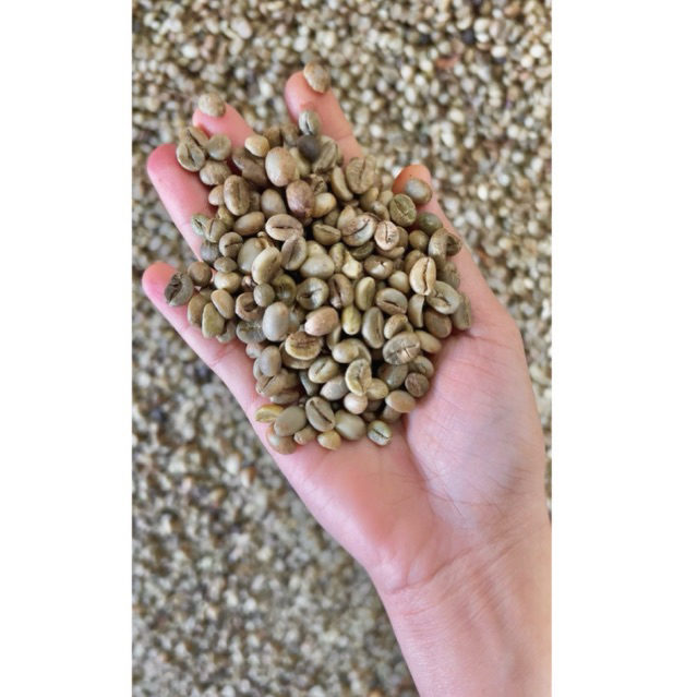 KOPI EXCELSA - Green Bean Kopi nagka / kopi Liberika / Kopi Nangka / Kopi Sirsa / KOPI WANGI 1 kg