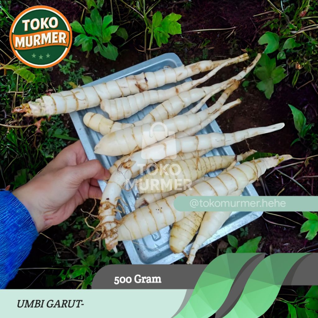 

Umbi garut segar herbal 500 gram_Toko murmer