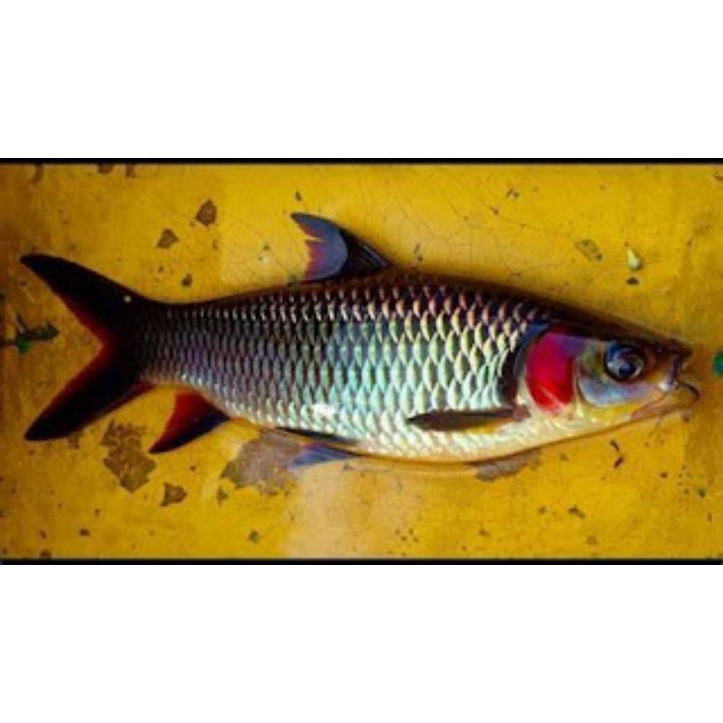 Hiasan Aquarium | Wader Pipi Merah | Derbang | Ikan Tankmate | Paket Hemat 5 Ekor