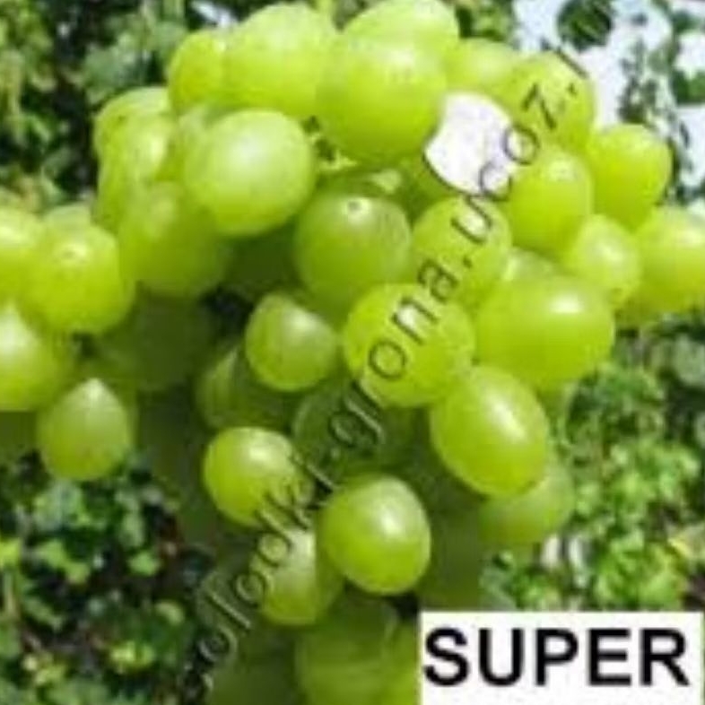 

BIBIT ANGGUR IMPORT SUPER EXTRA ( 70-100CM )