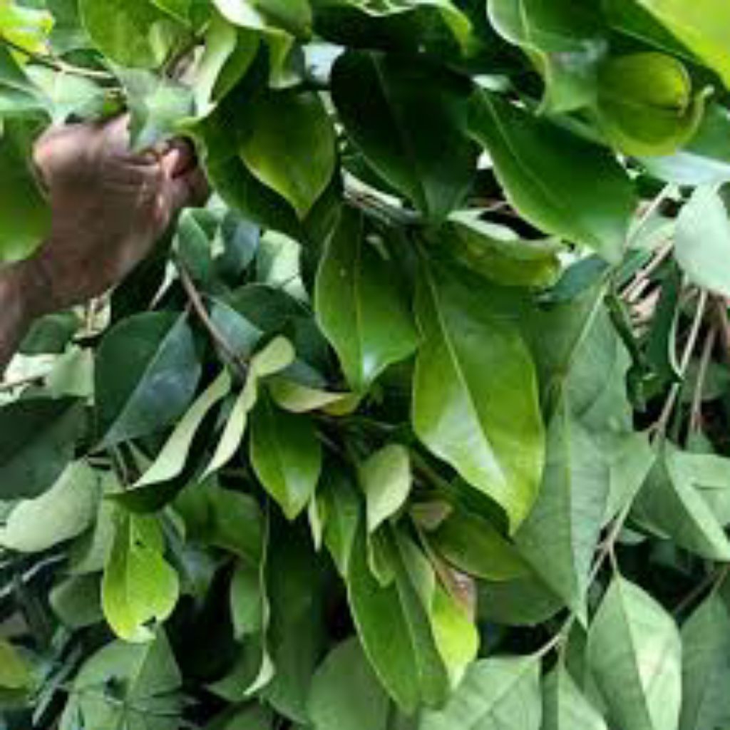 

Daun Salam Segar Asli Aromatik – Bumbu Dapur Alami