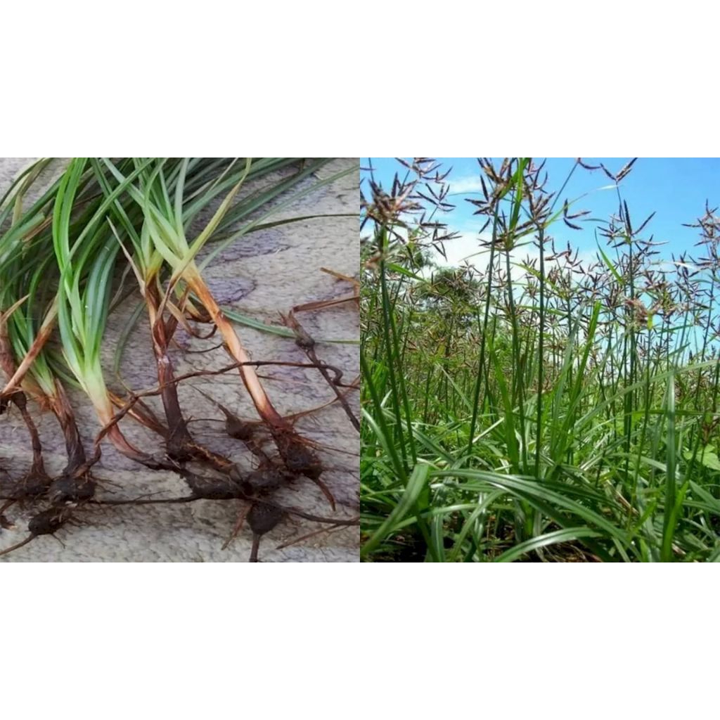 

tanaman rumput teki(Cyperus rotundus) herbal 100gram | herbal tradisional | murah meriah