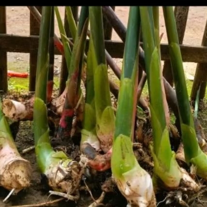 Bibit kecombrang honje hijau