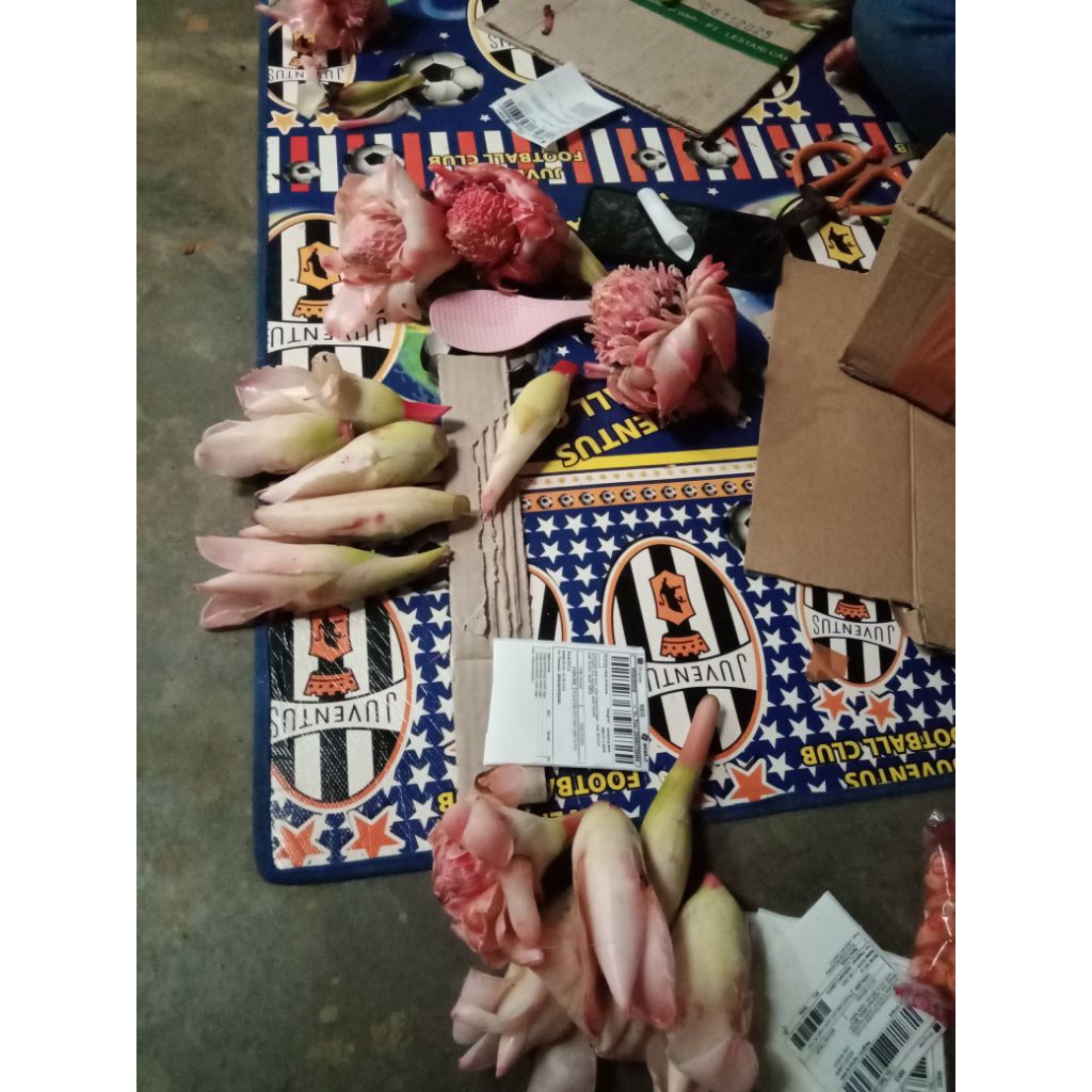 

bunga kecombrang / 1 biji