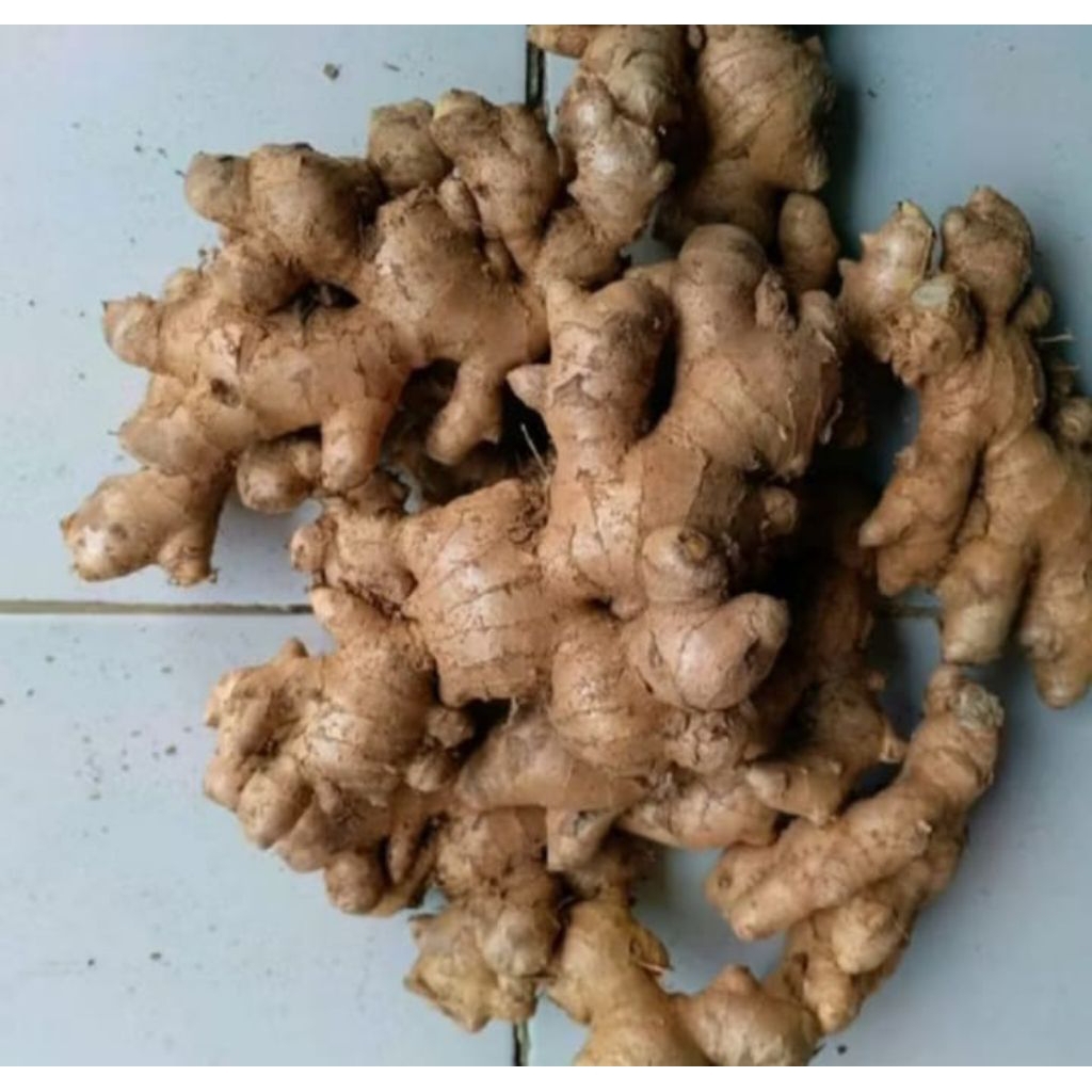 

jahe gajah jumbo 1kg