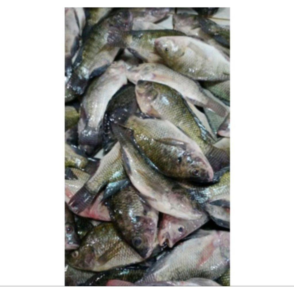 

Ikan nila fresh