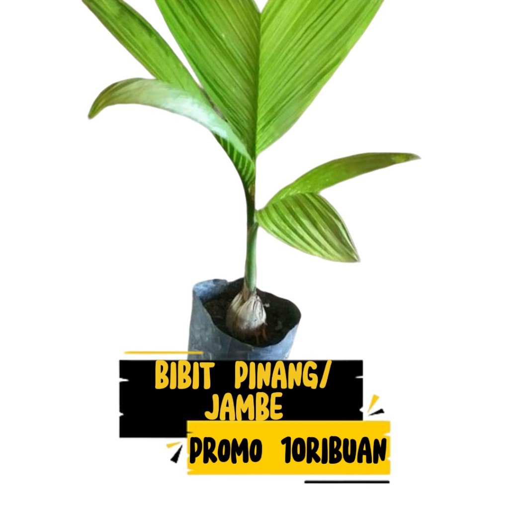 

Promo bibit pinang jambe