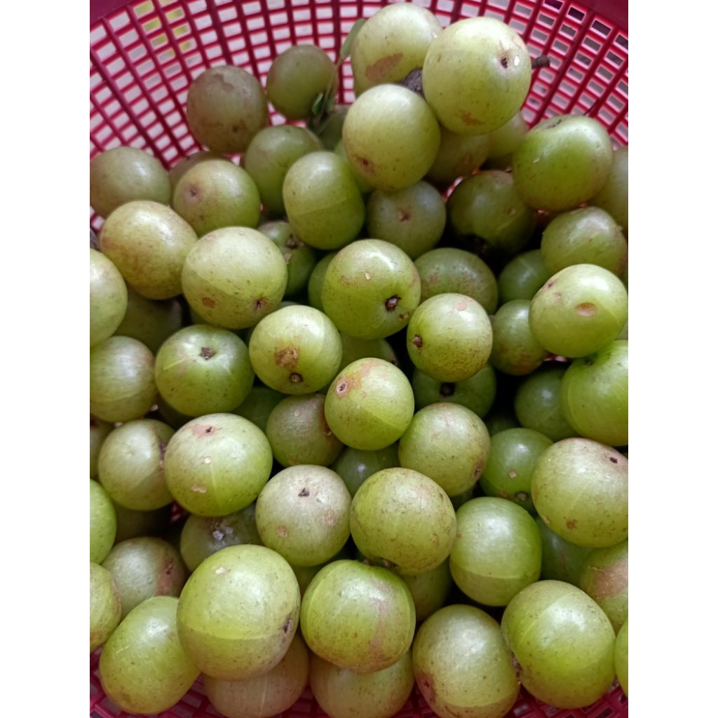 

Buah Malaka atau amlaki 500 segar