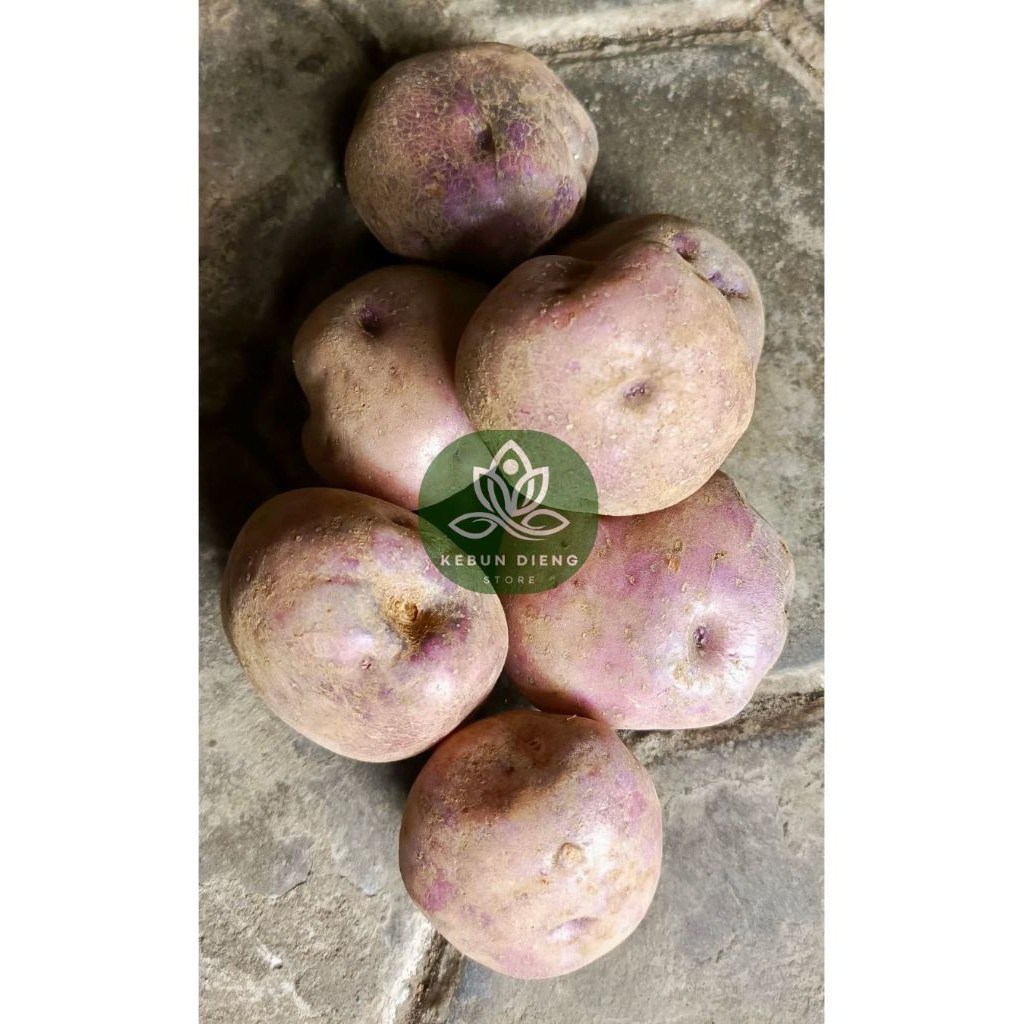 

Kentang kulit ungu asli Dieng ( 1kg )