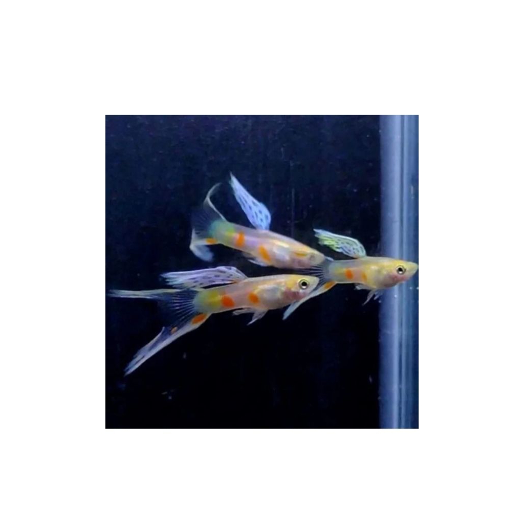 Guppy mini dobel sword