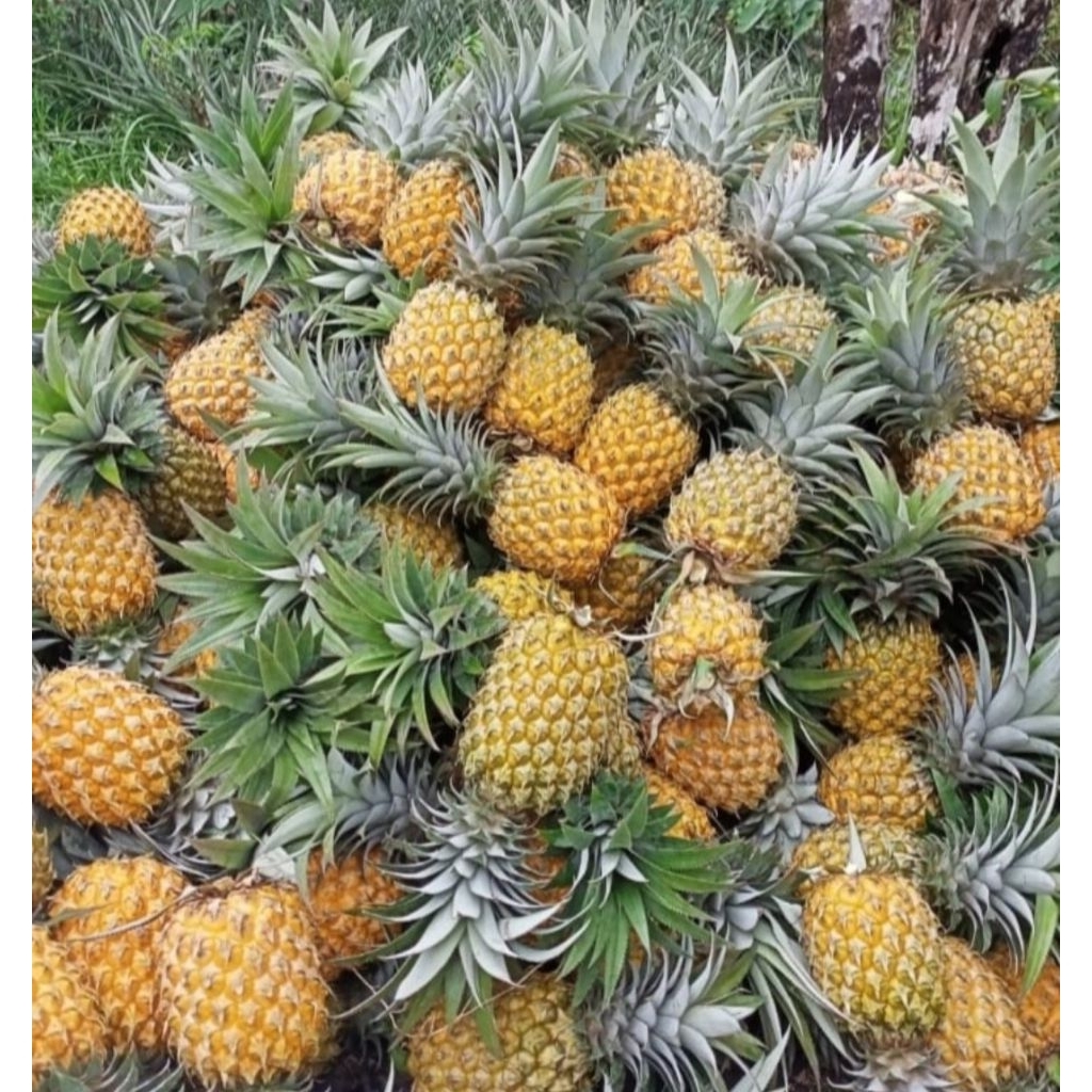 

NANAS MADU PEMALANG ISI 3 BIJI