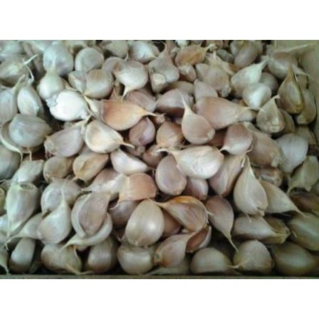 

bawang kating pretelan 1 kg fresh