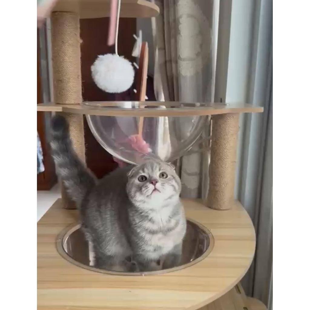 scootish fold betina