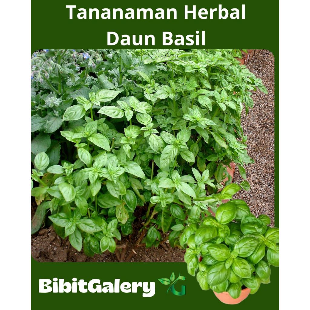Tanaman herbal Sweet Basil - BIbit tanaman daun Basil - BIbit tanaman herbal Basil
