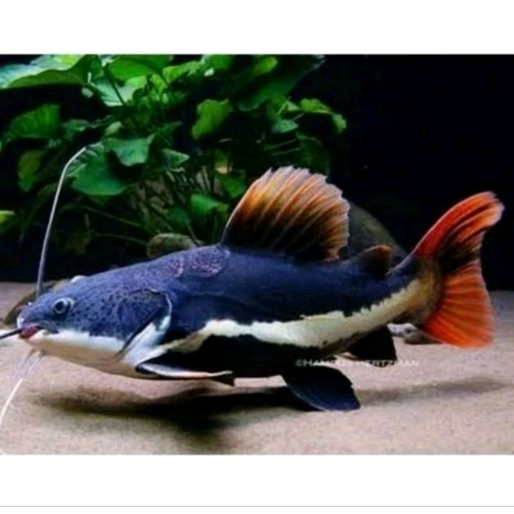 hiasan aquarium/ rtc catfish 8-10 cm
