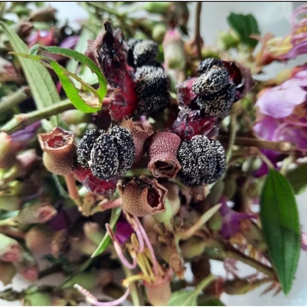 

Buah Senggani Harendong senduduk segar 100 gram