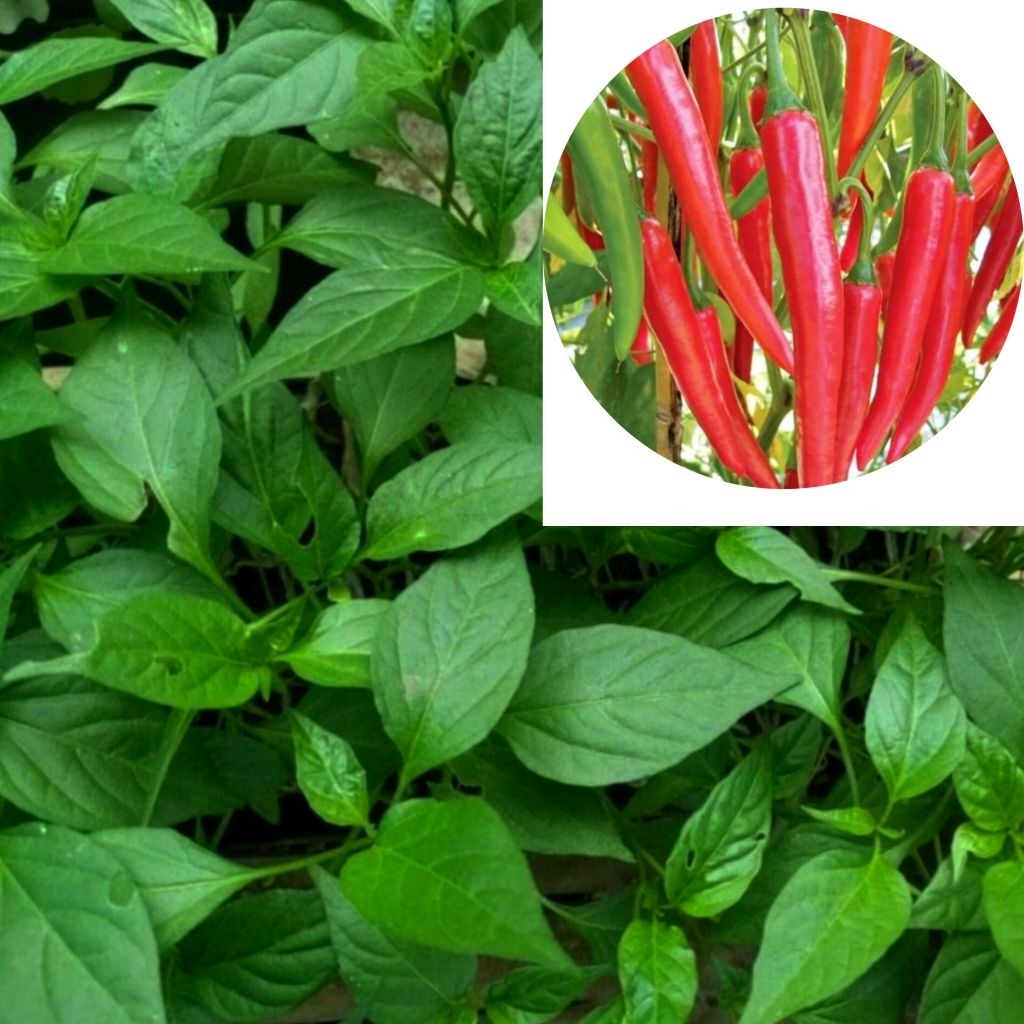 

NASYYA _GARDEN- Paket 10 Cabe Merah BESAR Siap Tanam
