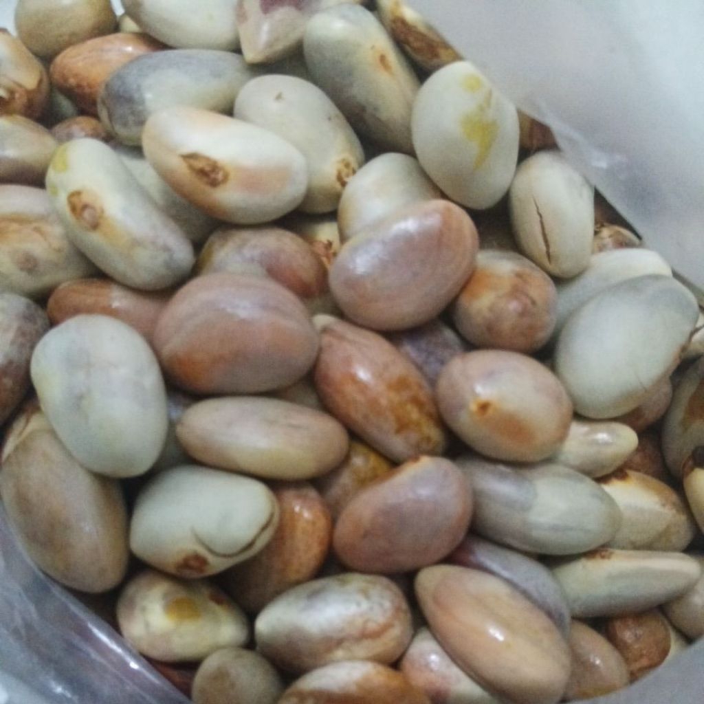 

Biji Buah Nangka 500gr Kemasan Vakum