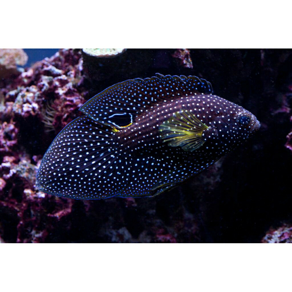 

IKAN HIAS CUPANG LAUT/ BETTA FISH