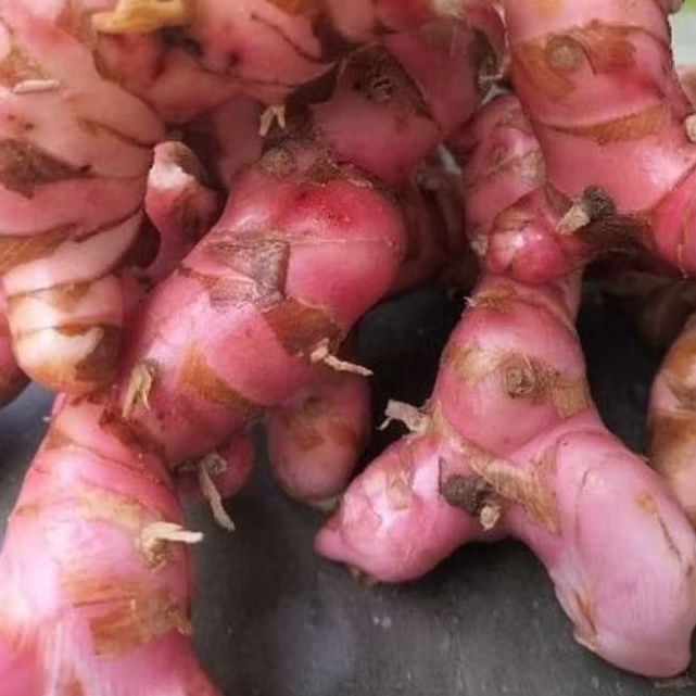 

lengkuas merah segar dadakan 1 kg