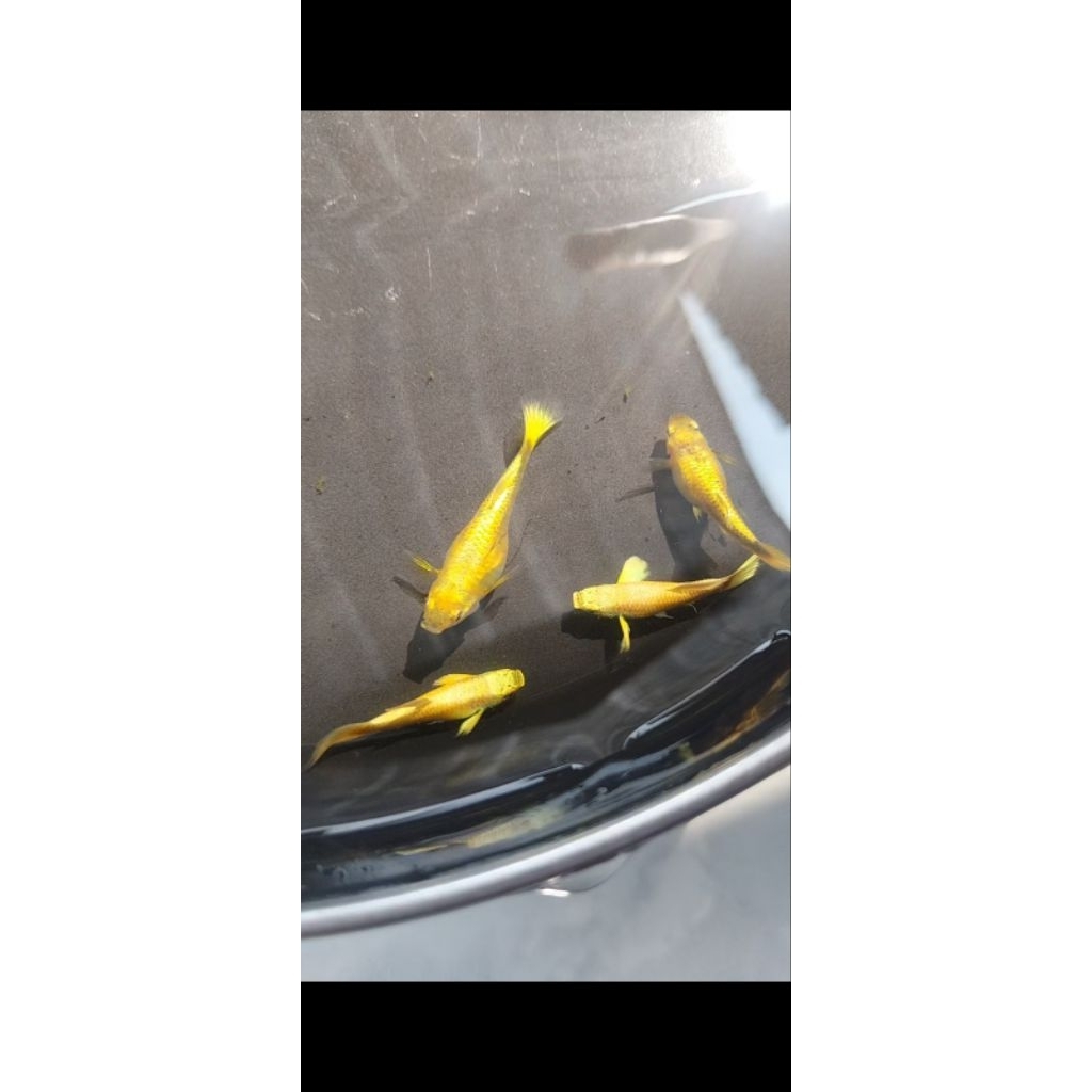 guppy full gold vietnam sepasang