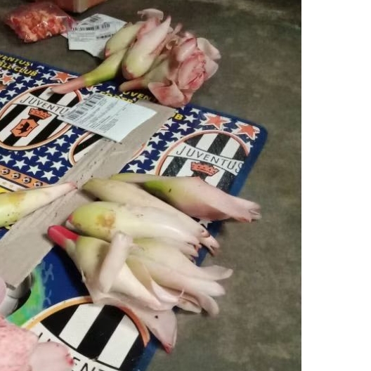 

bunga kecombrang,/rombeh./1 pcs