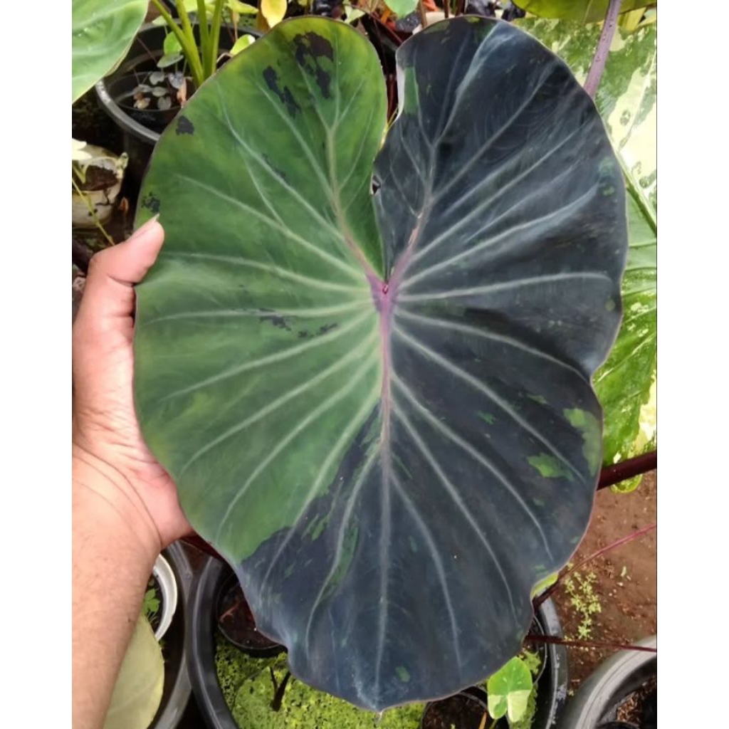 Colocasia Black marbel