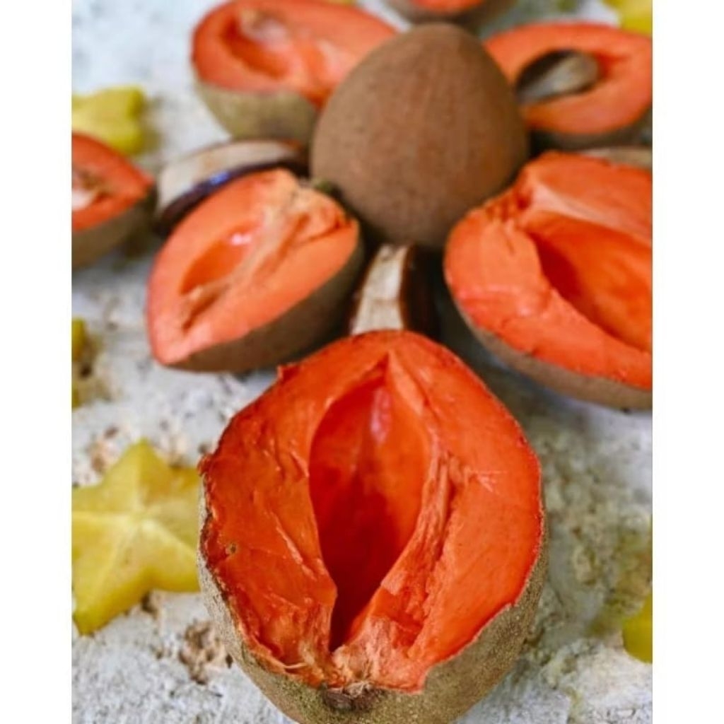 Bibit Sawo Jumbo Mexico Hasil Okulasi