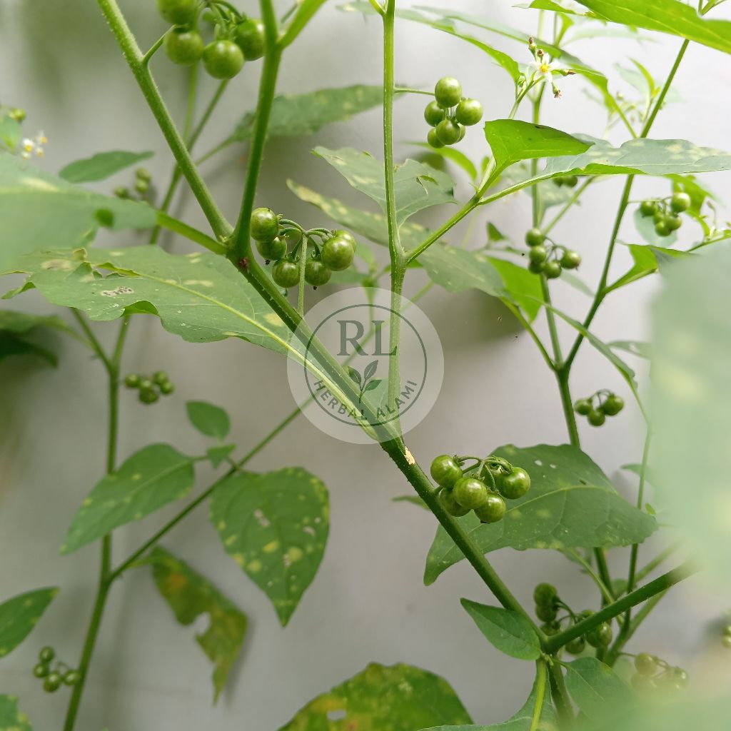 

Leunca Hayam + daun dan batang By : RL HERBAL ALAMI