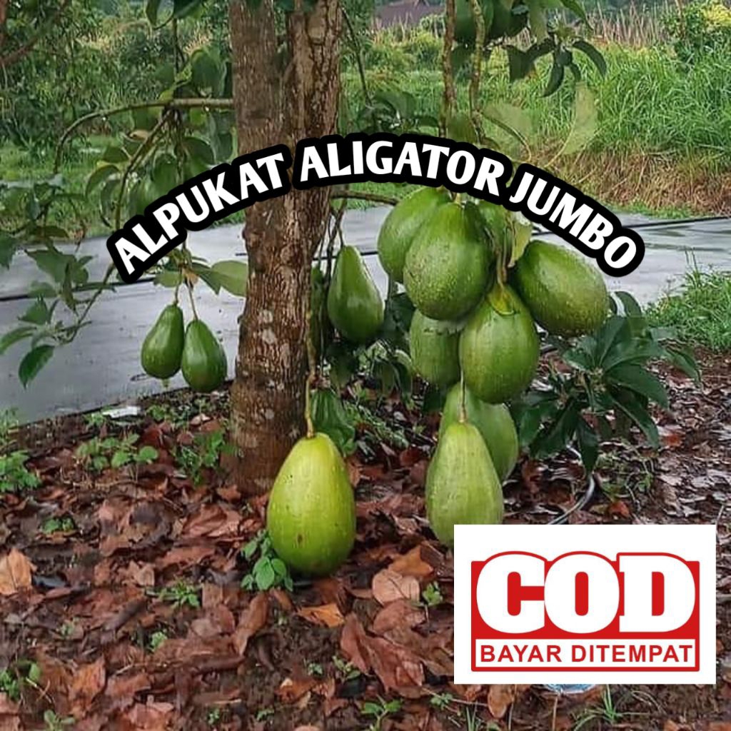 bibit alpukat aligator jumbo manis ( alpukat aligator cepat berbuah