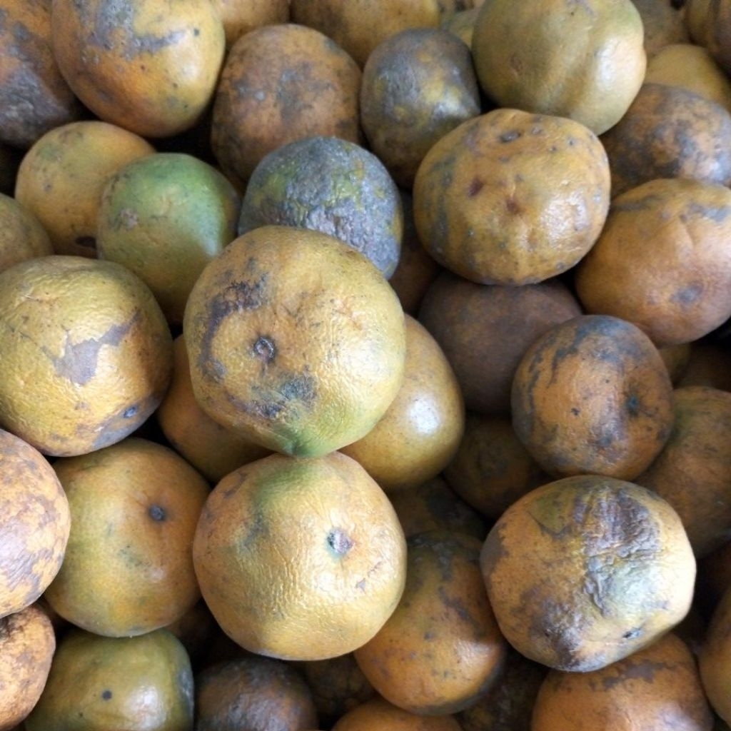 

Buah Jeruk Berastagi Sortir | 1kg