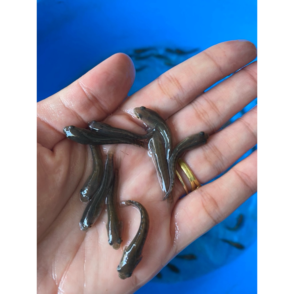 Bibit ikan gabus 3-5 cm / Bibit gabus sehat berkwalitas