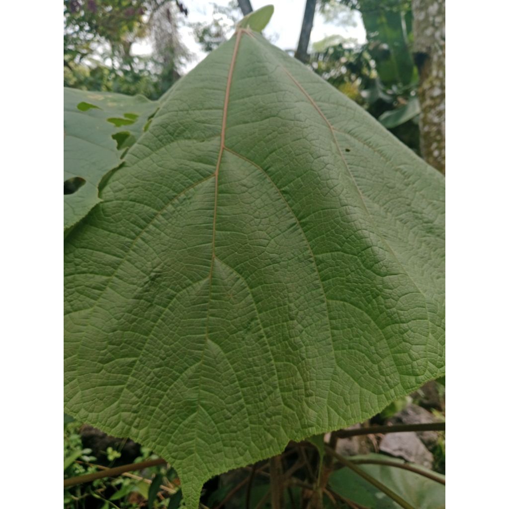 

Daun waru gunung/daun tisuk/500gr