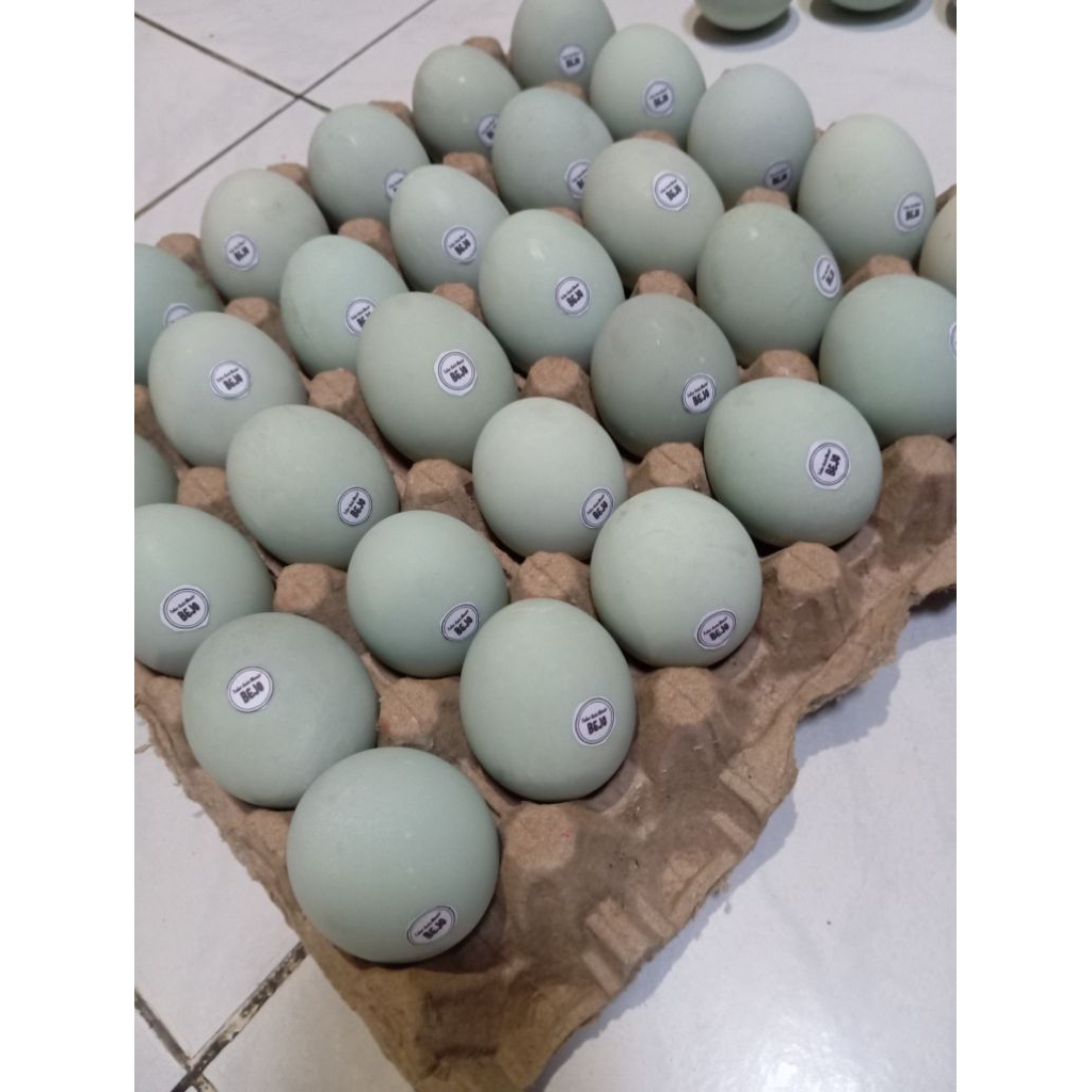 

Forcysn Telur Asin Dijamin Masir Dan Lezat Isi 10 Butir