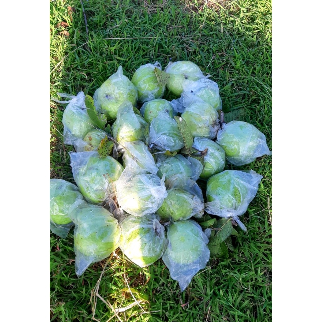 

Grosir Jambu Kristal Premium & Fresh (Langsung petik dari pohon)