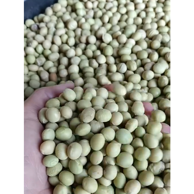 Louay_Idstore 20 Gram Benih Edamame Agri Seed Kedelai Jepang Jumbo Ryoko Buah Lebat Mudah Dirawat