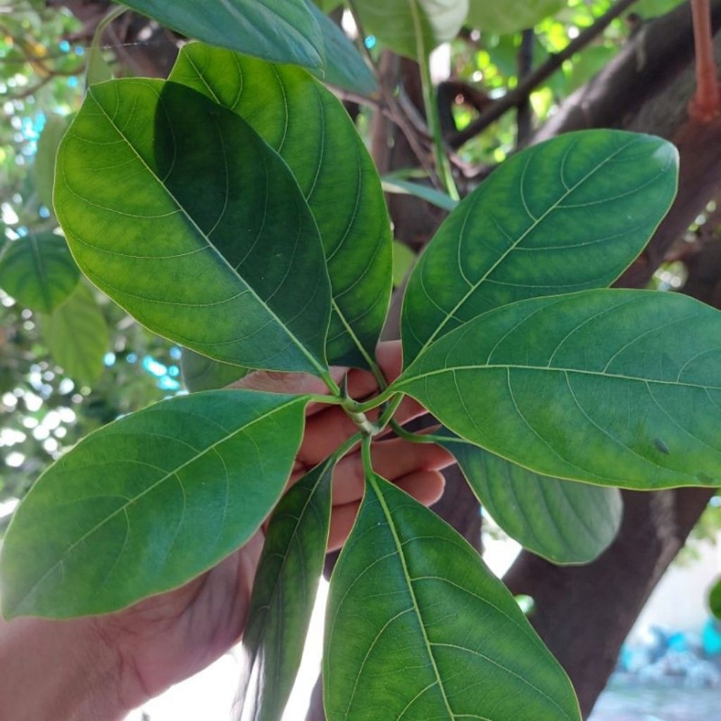 

DAUN NANGKA SEGAR