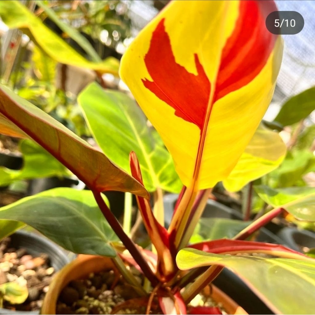 Tanaman Hias Philodendron Red Moon Bunga Hias Philo Philow Philodendron Red Moon Anakan Murah Merah 