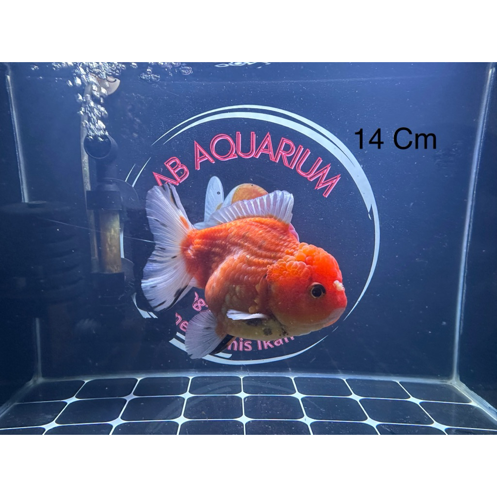 Ikan Koki Oranda / OST Sakura Male