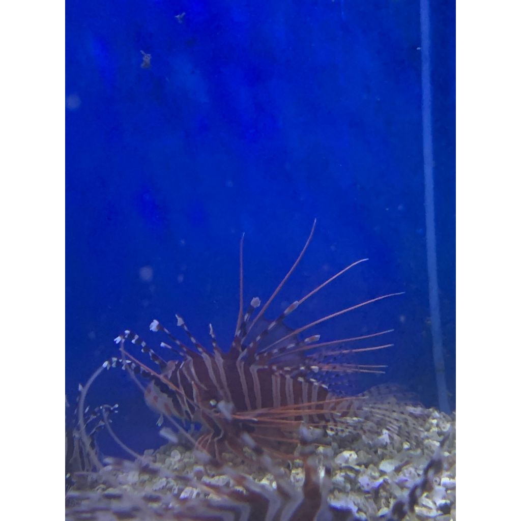 Lionfish - Barong Kembang / Dwarf Zebra Lionfish