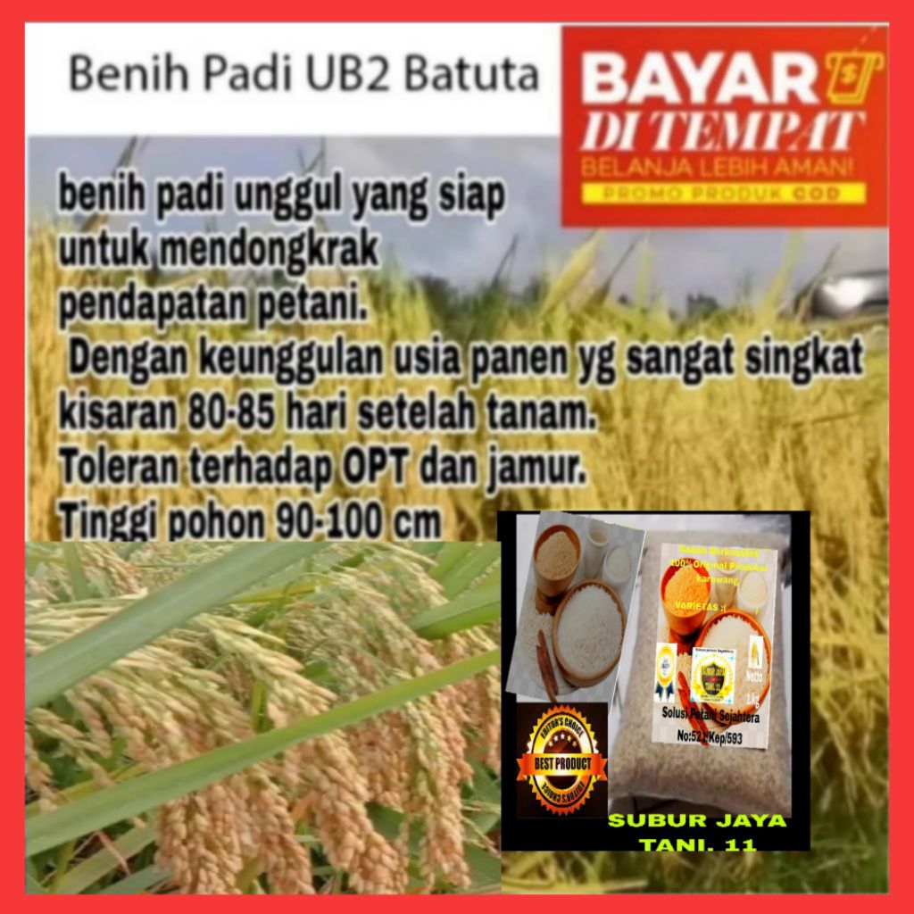 Benih bibit padi UB2 BATUTA kemasan per 1kg