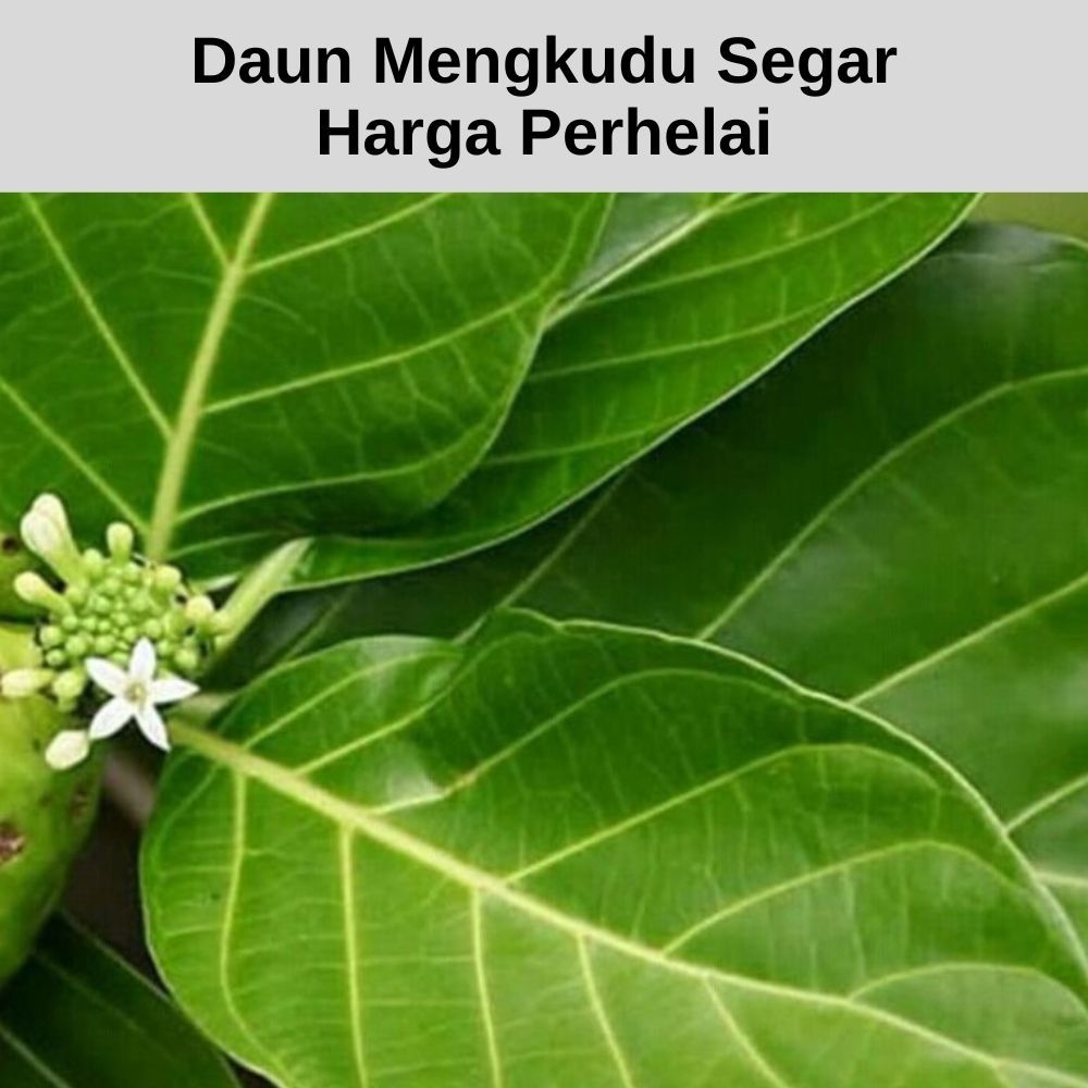 

Daun Mengkudu Segar Petik Langsung Harga Perhelai