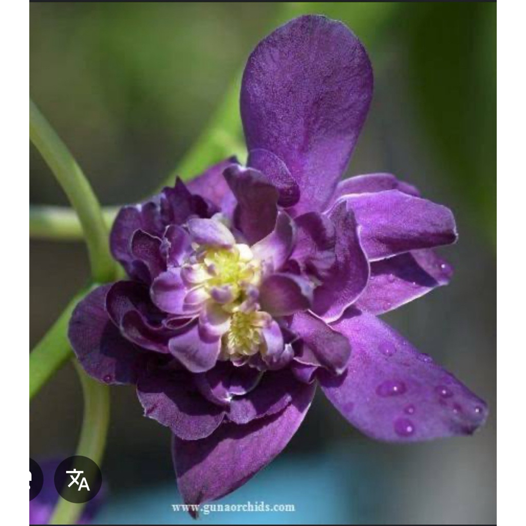 DENDRO BETTY ROSE BLUE KONDISI PRA DEWASA SIAP BUNGA