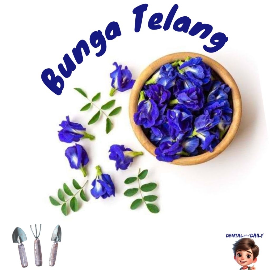 

Bunga Telang asli 100% original 10 Gram
