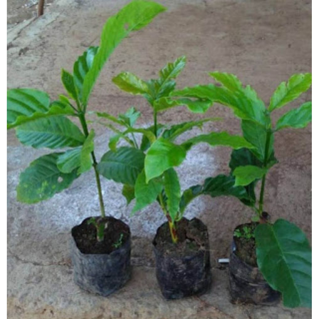 TERMURAH BIBIT KOPI ARABIKA GAYO ACEH BIBIT KOPI ARABBIKA UNGGUL CABUTAN /1PCS