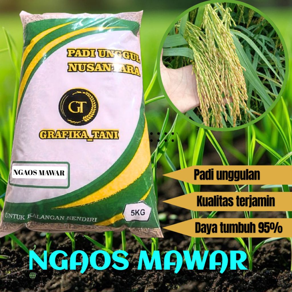 benih padi ngaos mawar 5kg